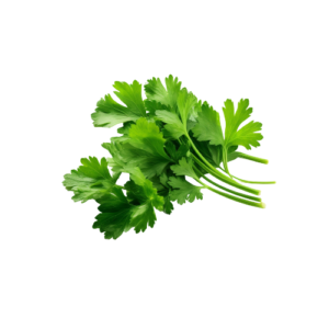 Cilantro